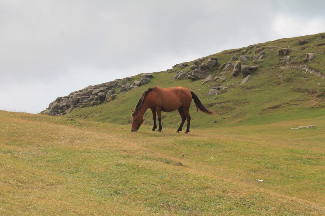 Photo Horse, Name